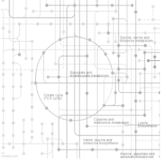 example genome scale model