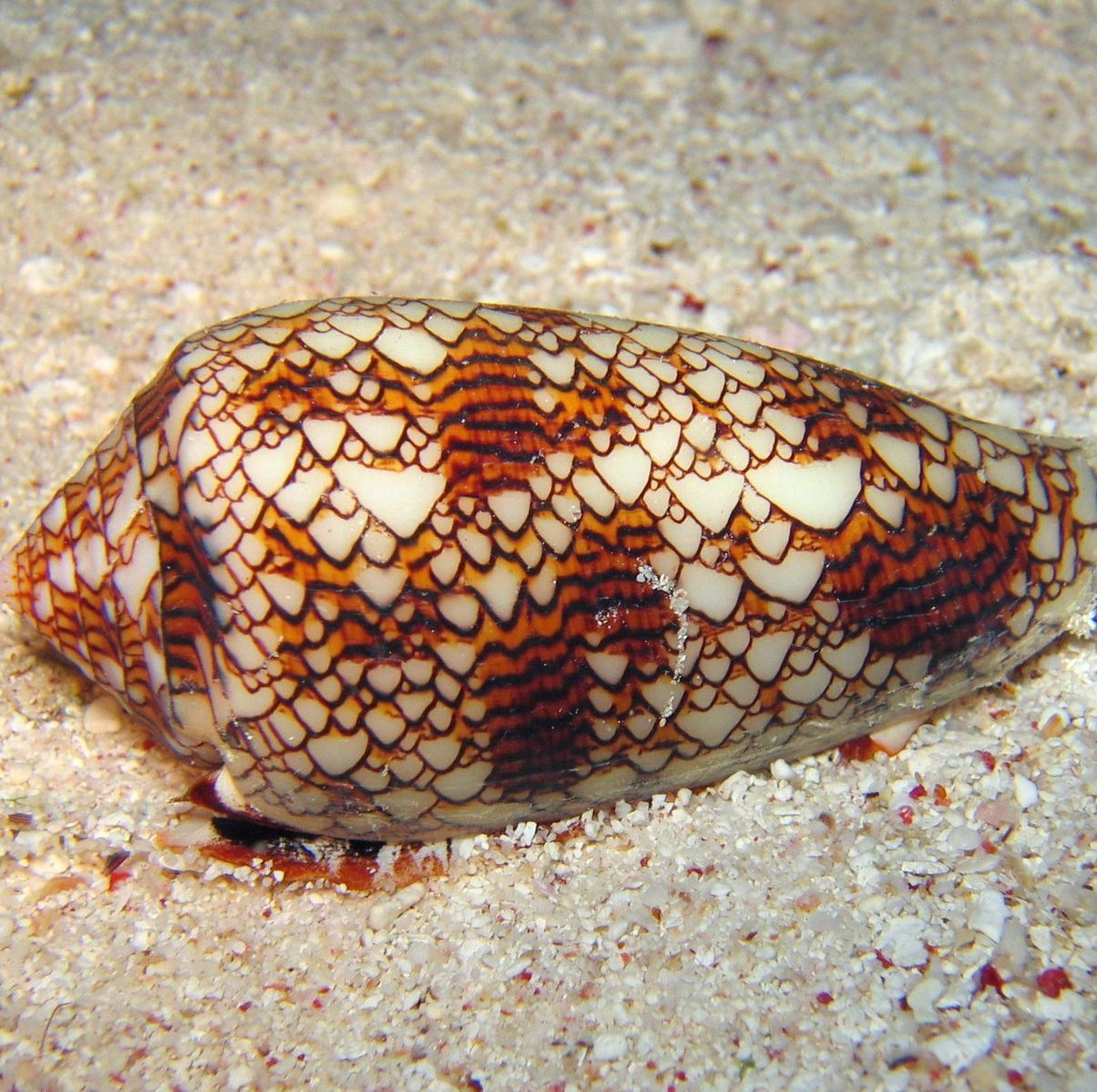 A Conus textile shell similar in appearance to Rule 30